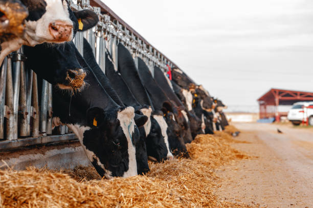 istock Cows standing in a stall and eating hay 1311218958