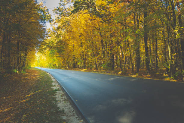 istock Asphalt road through the autumn forest towards the light 1311219715