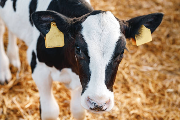 istock Young bull calf in a stall on a farm 1311219905