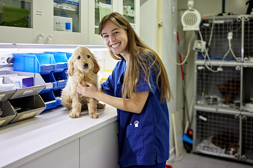 Partial view of Caucasian woman in early 20s wearing blue scrubs and smiling at camera while caring for Golden Retriever mix sitting on animal hospital counter.