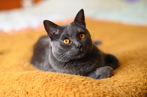 Four years old Chartreux cat on an orange blanket