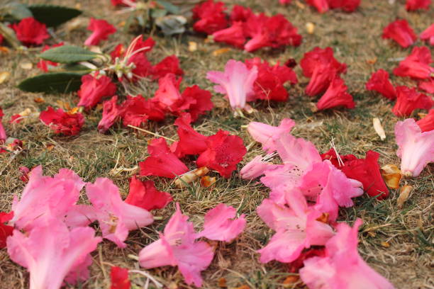 nahaufnahme der schönen roten rhododendron blume fiel auf den boden in den wald des himalaya region. - azalea magenta flower red stock-fotos und bilder
