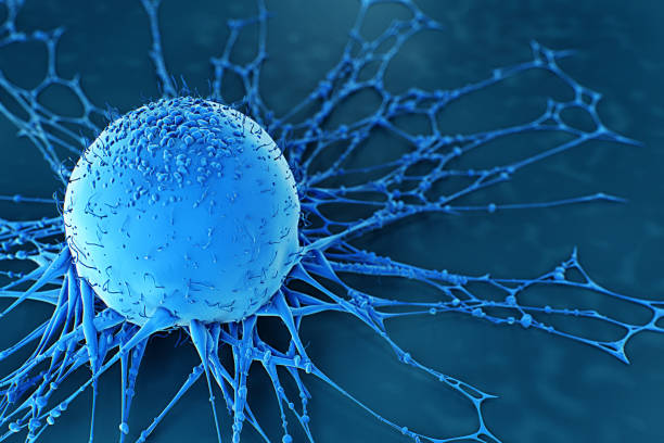 인간 암 세포 - cancer cell 뉴스 사진 이미지