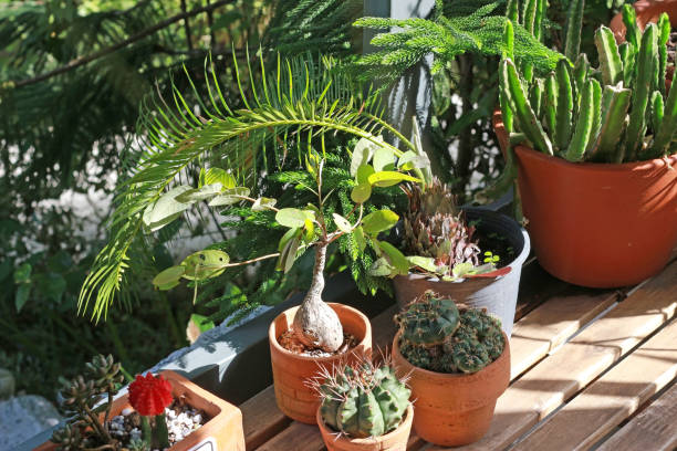 istock Cacti and exotic succulent plants in pots 1311223720