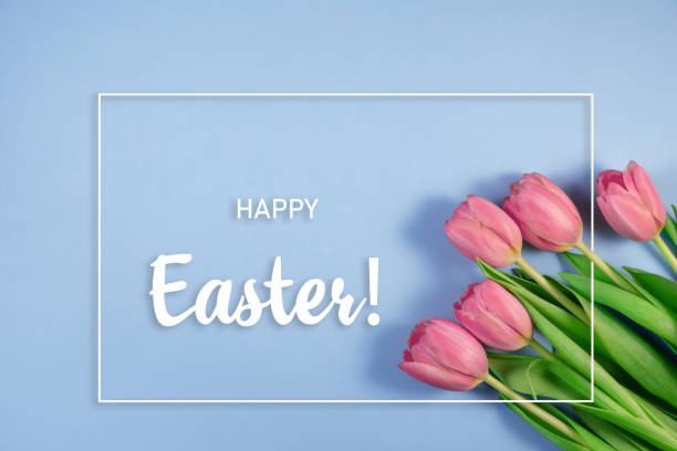istock Pink tulips flowers on blue background. Hello spring and easter concept. Flat lay, top view 1311224495