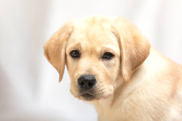 Cute Labrador Puppy On White Studio Shot Looking At Camera Pet Love Dog  Friend Stock Photo - Download Image Now - iStock
