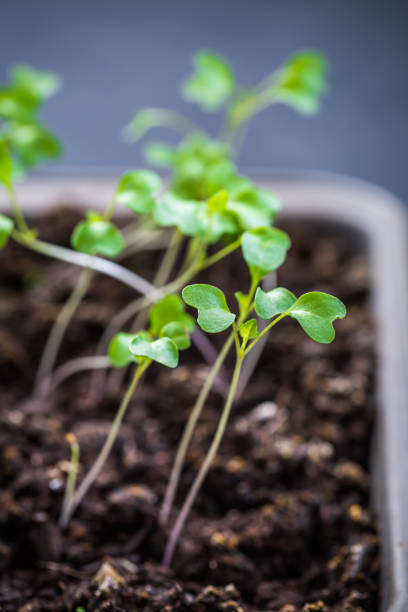 Small leggy seedlings growing in cultivation tray