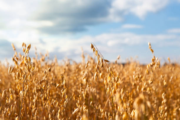 istock Oat cereal fields with blue sky on a sunny summer day before harvest. 1311227486