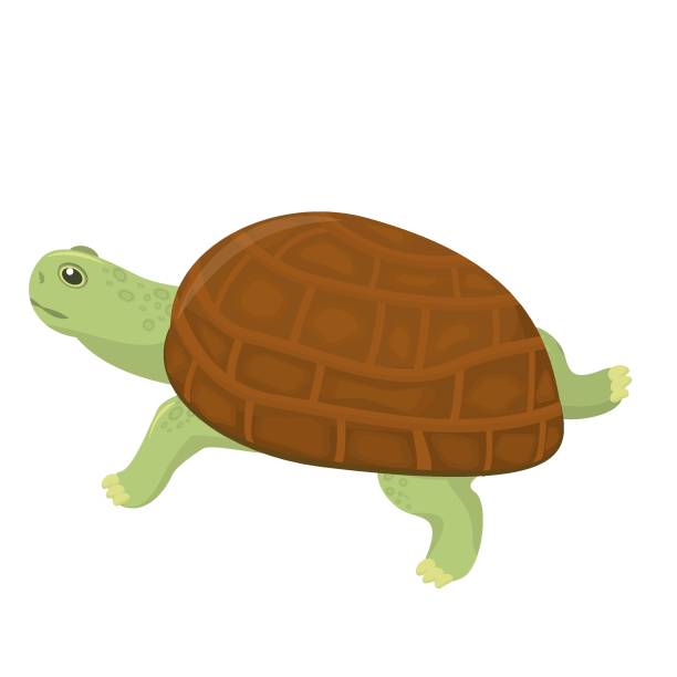 Vector Land Turtle 80+ Clip Art Of Pet Land Turtles Stock Illustrations, Royalty-Free ...