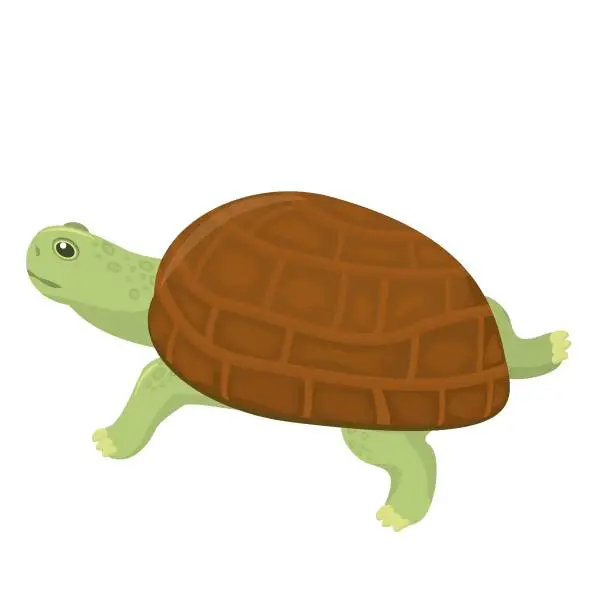 Vector illustration of vector illustration of a land turtle isolated on a white background