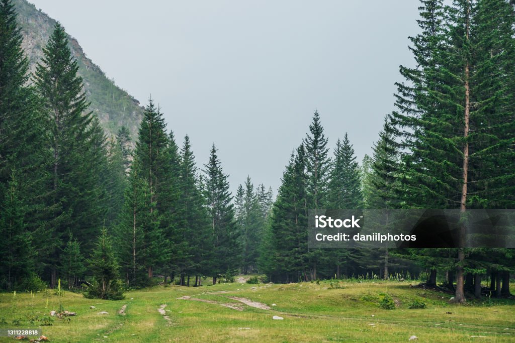 Nature Atmospheric green forest landscape with firs in mountains. Minimalist scenery with edge coniferous forest and rocks in light mist. View to conifer trees and rocks in light haze. Mountain woodland. Pine Tree Stock Photo