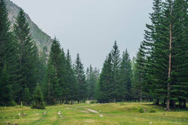 Nature Atmospheric green forest landscape with firs in mountains. Minimalist scenery with edge coniferous forest and rocks in light mist. View to conifer trees and rocks in light haze. Mountain woodland. altai republic photos stock pictures, royalty-free photos & images