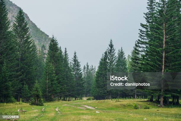 Nature Stock Photo - Download Image Now - Pine Tree, Fir Tree, Woodland