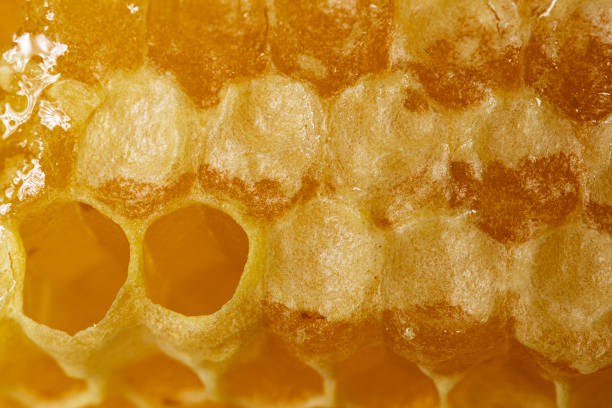 istock Texture background of sealed honeycomb from bee hive. 1311228949