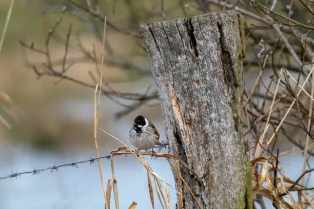 Reed bunting on a stalk