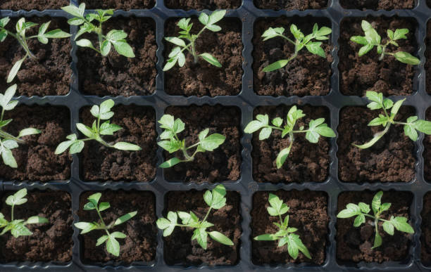 istock Organic tomato seedling. Home gardening vegetables 1311230509