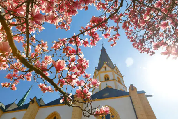 Magnolia in bloom in front of the St. Laurientius Church in the centre of the medieval old town of Ahrweiler