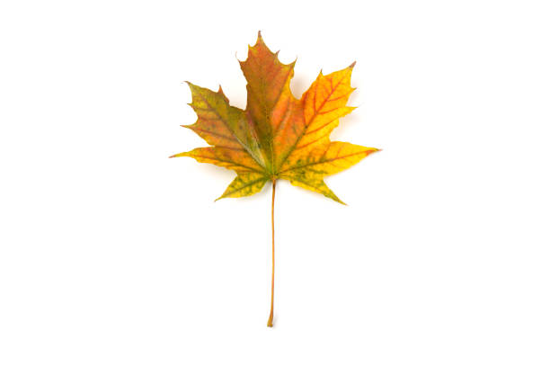 Autumn maple leaf, isolated on  white.  Background. Copy space.