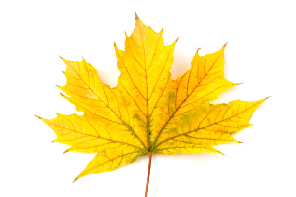 istock Autumn maple leaf close-up on white background. rich color background 1311231659