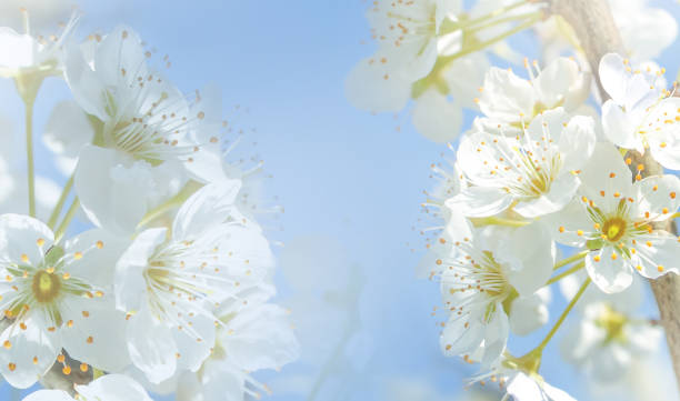 istock Spring cherry blossoms. Flowering branches in the garden in the sun. 1311231921