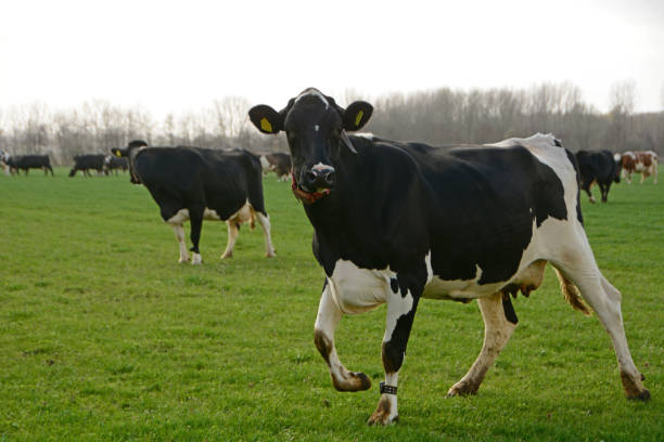 Cow Springing 1,100+ Cow Jumping Stock Photos, Pictures & Royalty-Free Images - iStock