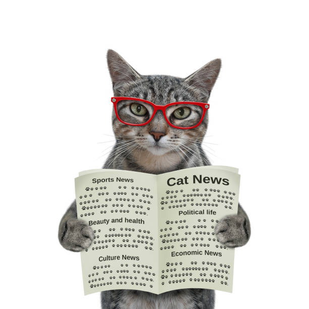 Cat gray smart holds open book 2 A gray cat in glasses is holding an open newspaper. White background. Isolated. newspaper titles stock pictures, royalty-free photos & images