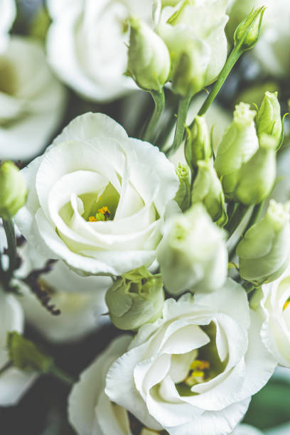 istock Fresh white flowers eustoma bouquet, close up. 1311236311