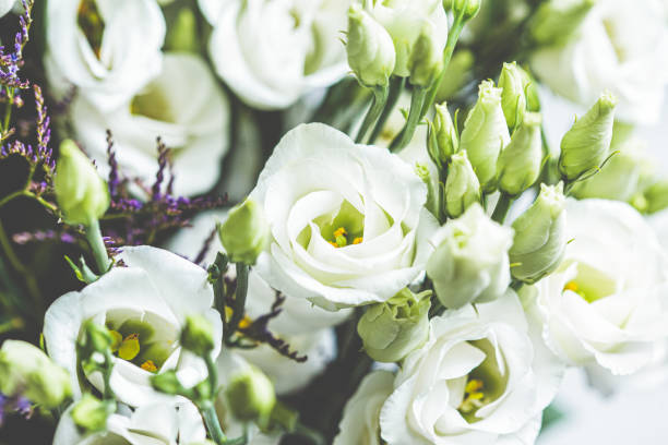 istock Fresh white flowers eustoma bouquet, close up. 1311236366