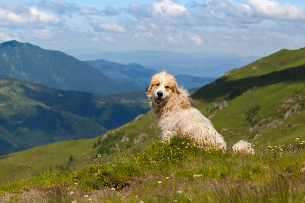 istock Shepherd dog in mountaind, sitting in the grass 1311237700