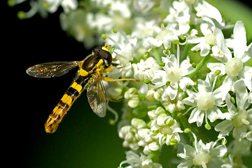 Long hoverfly male Sphaerophoria scripta