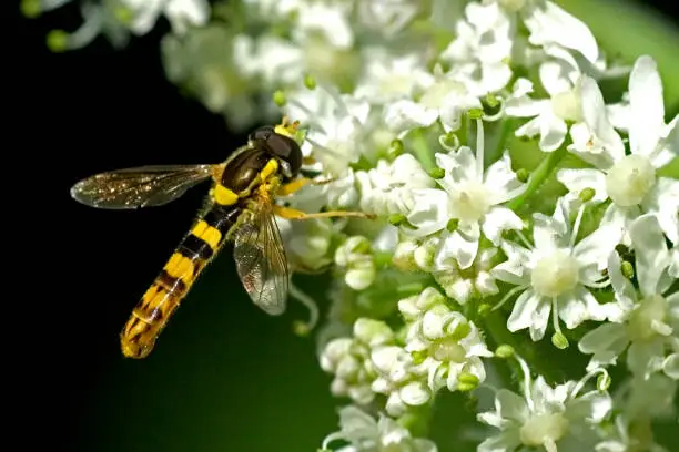 Photo of Hoverfly