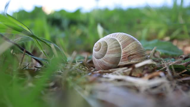 Close up of edible helix pomatia snail crawling Free Stock Video Footage  Download Clips Food