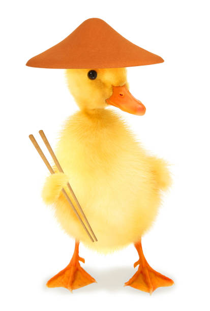 istock Cute cool duckling Chinese duck with chopsticks funny conceptual image 1311242984