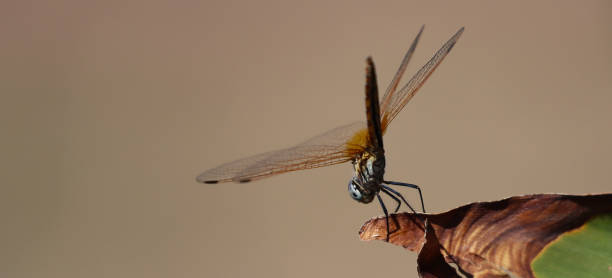 istock Helicopter beetle in nature environment on a sunny day, macro indoor brown background 1311243627