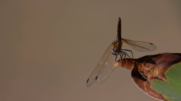 istock Helicopter beetle in nature environment on a sunny day, macro indoor brown background 1311243664