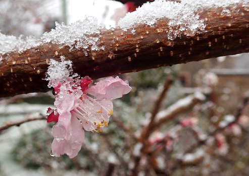 snow-covered tree blossom in April