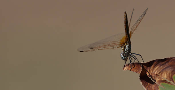 Helicopter beetle in nature environment on a sunny day, macro indoor brown background