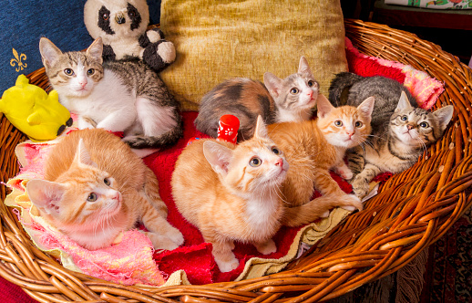 Six adorable domestic kittens are in the basket together. Cute and fun.