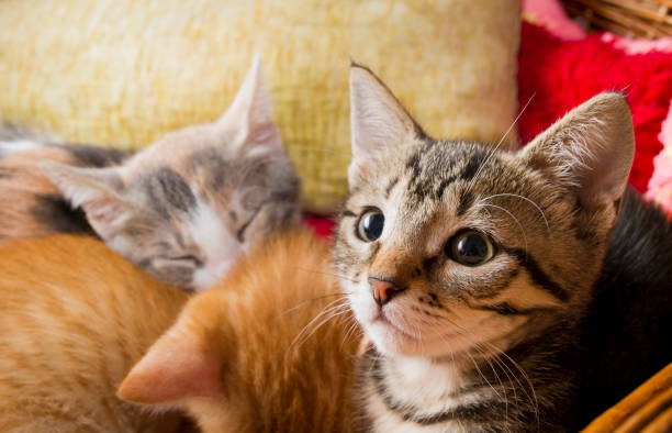 Tabby kitten group portrait