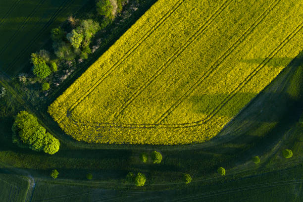 Yellow Canola Field, Aerial View