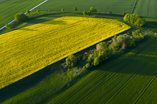 Idyllic aerial spring landscape with yellow canola fields and country roads.
