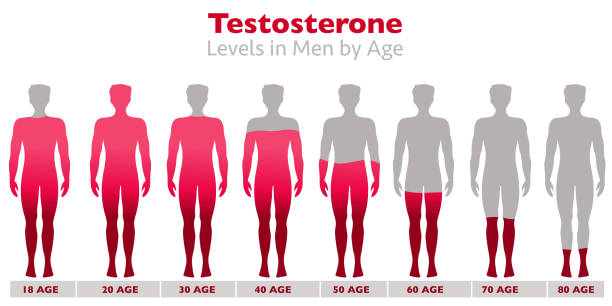 testosteronspiegel. testosteronraten im körper von männern mit dem alter. hohen und niedrigen niveaus. graue silhouette der männlichen, roten belegungsrate. wachstum, alterung, sexuelle gesundheit, libido-verhältnis. abbildungsvektor - niedrig stock-grafiken, -clipart, -cartoons und -symbole