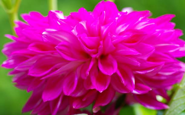 istock Pink Dahlia in close-up 1311246462
