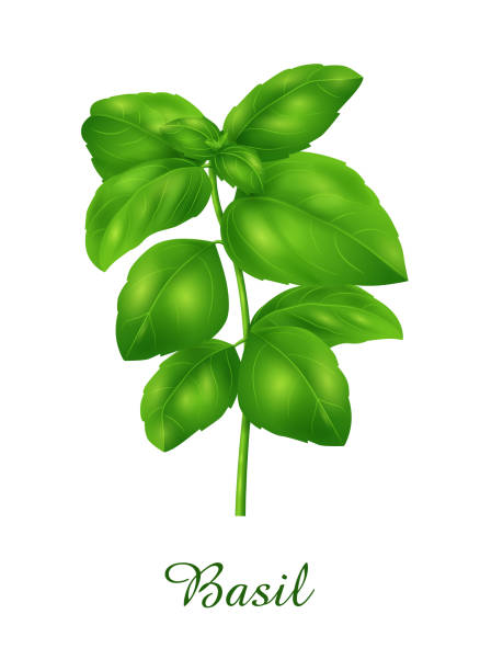 illustrazioni stock, clip art, cartoni animati e icone di tendenza di pianta di basilico, cibo erbe verdi erbe e collezione di piante - perennial leaf fruit tropical fruit