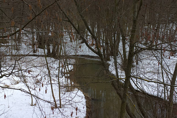 istock forest river among the snow-covered banks in spring 1311247495