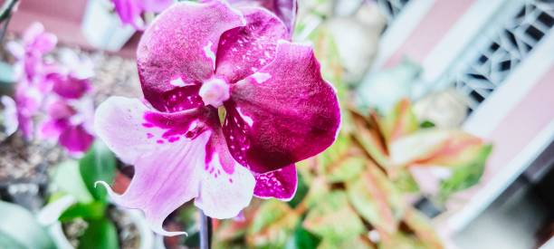 orchidea viola in giardino - orchid plants foto e immagini stock