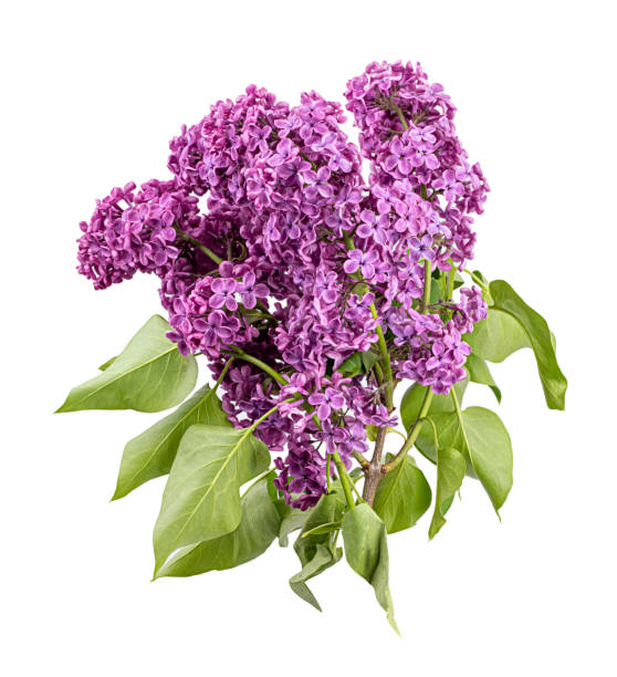 istock Lilac flowers on white background 1311250142