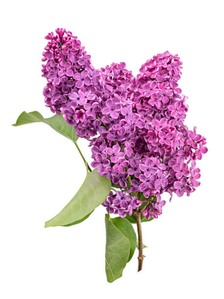 istock Lilac flowers on white background 1311250146