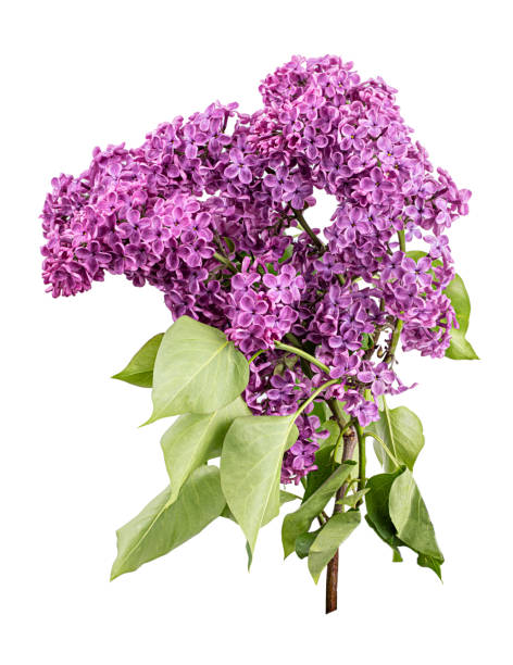 istock Lilac flowers on white background 1311250163