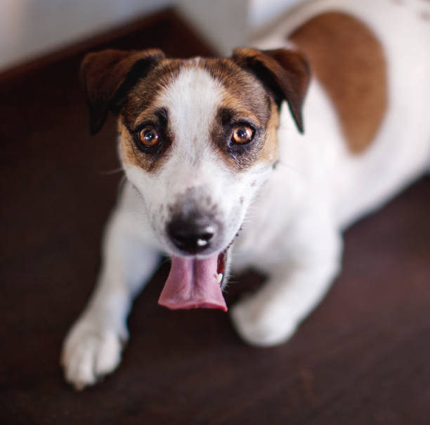istock Happy dog at home 1311251706